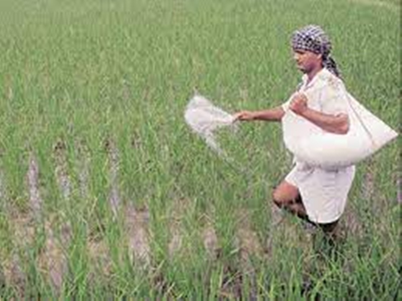 Gwalior Fertilizer Crises News: खाद की एक रैक आई, जिले को 757 मीट्रिक टन खाद मिला