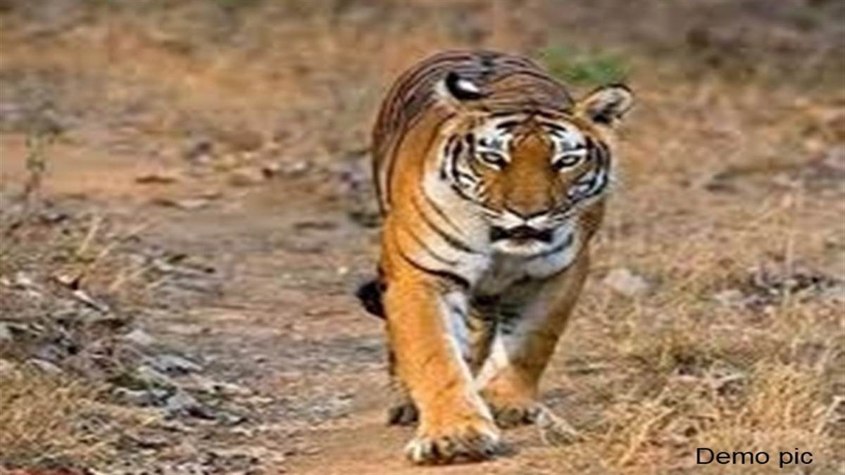 Tiger In Bhopal : चूना भट्टी चौराहे से डेढ़ किमी दूर चार घंटे घूमा बाघ ...