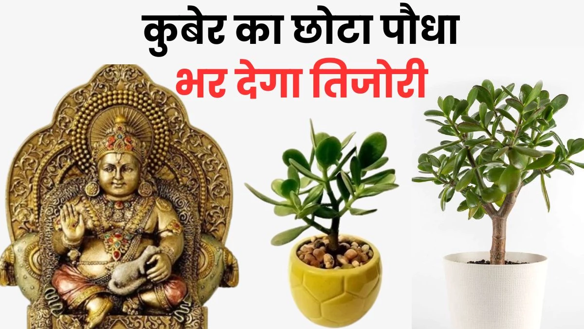 घर के गार्डन में लगाएं कुबेर जी का पसंदीदा पौधा, पैसों से भर जाएगी तिजोरी