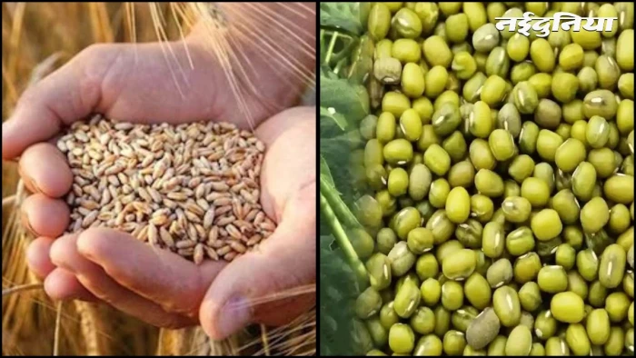 एमपी में गेहूं और ग्रीष्मकालीन मूंग की खेती होगी कम, बारिश की कमी के चलते सरकार का फैसला, उड़द पर मिलेगा जोर