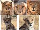 Cheetah Project in MP : छह चीतों को बड़े बाड़े में छोड़ने पर कोई निर्णय नहीं हो सका
