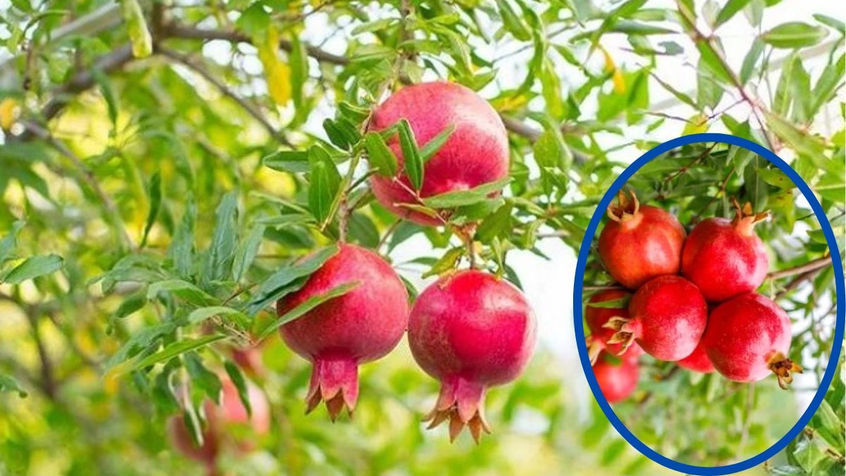 Pomegranate Tree: घर की इस दिशा में भूलकर भी न लगाएं अनार का पेड़, खाली हो जाएगी तिजोरी