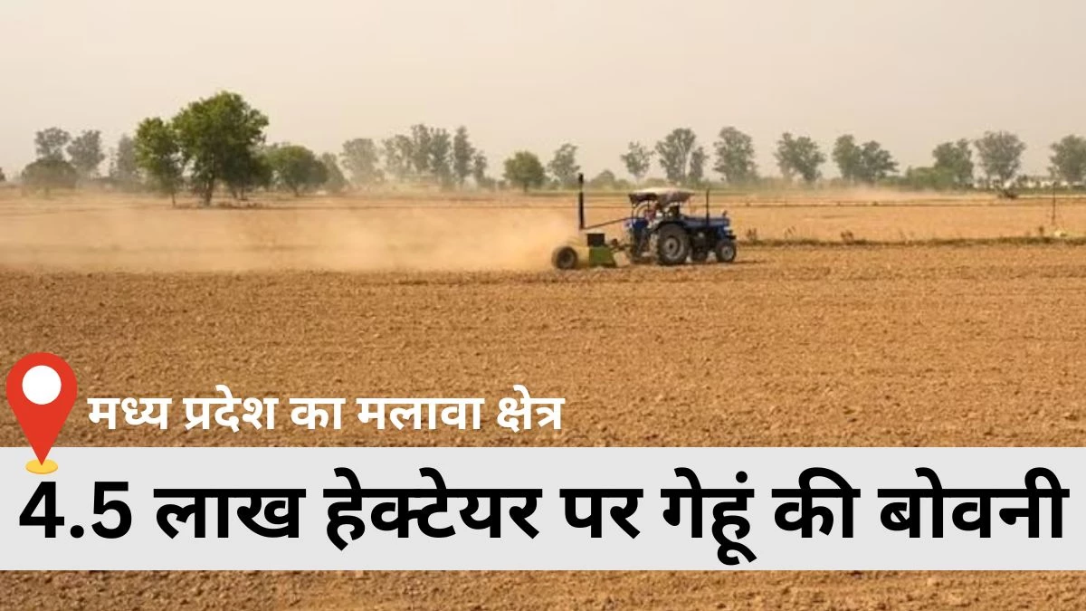 Wheat Production: फिर गेहूं पर आया मालवा के किसानों का दिल… मालवा में रकबा बढ़ा, बंपर पैदावार की उम्मीद