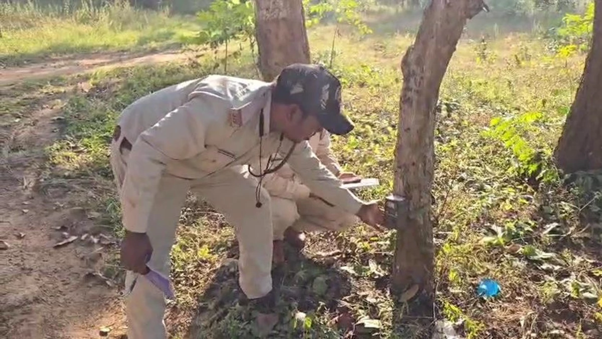 बाघ गणना : दुनिया के सबसे बड़े सर्वे के लिए मध्य प्रदेश के 9 टाइगर रिजर्व में लगने लगे कैमरे