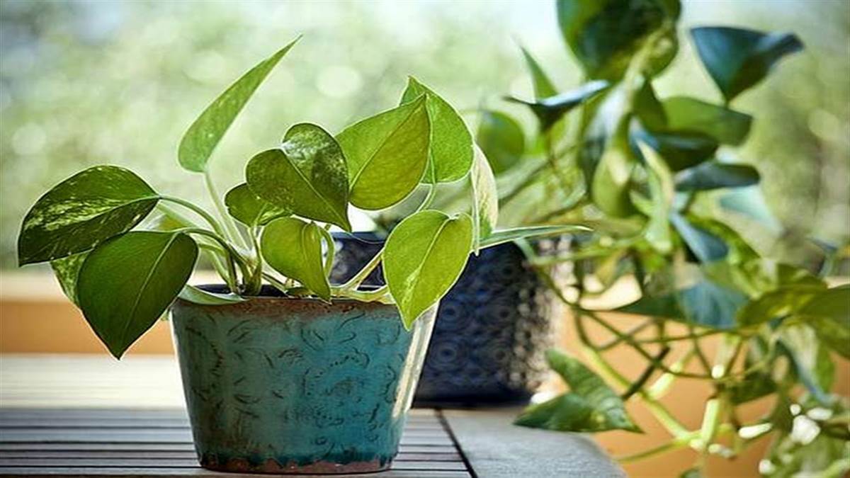 Money Plant Upay: मनी प्लांट में बांध दें इस रंग का धागा, चुंबक की तरह खिंचा चला आएगा पैसा