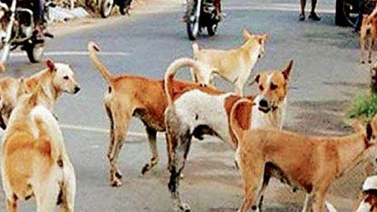 CG News: स्कूलों के बाद अब कॉलेजों में भी कुत्तों की निगरानी करेंगे प्रोफेसर