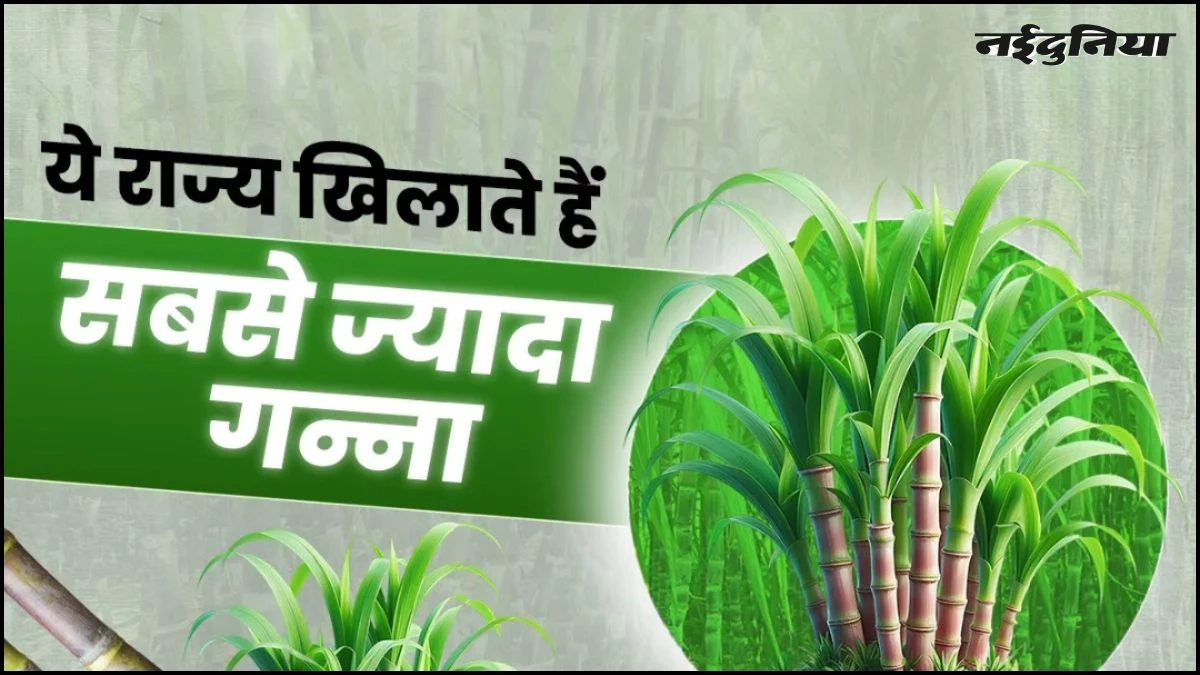 यूपी से लेकर एमपी तक... इन 10 राज्यों में होता है सबसे ज्यादा गन्ने का उत्पादन, जानिए पहले नंबर पर कौन सा राज्य