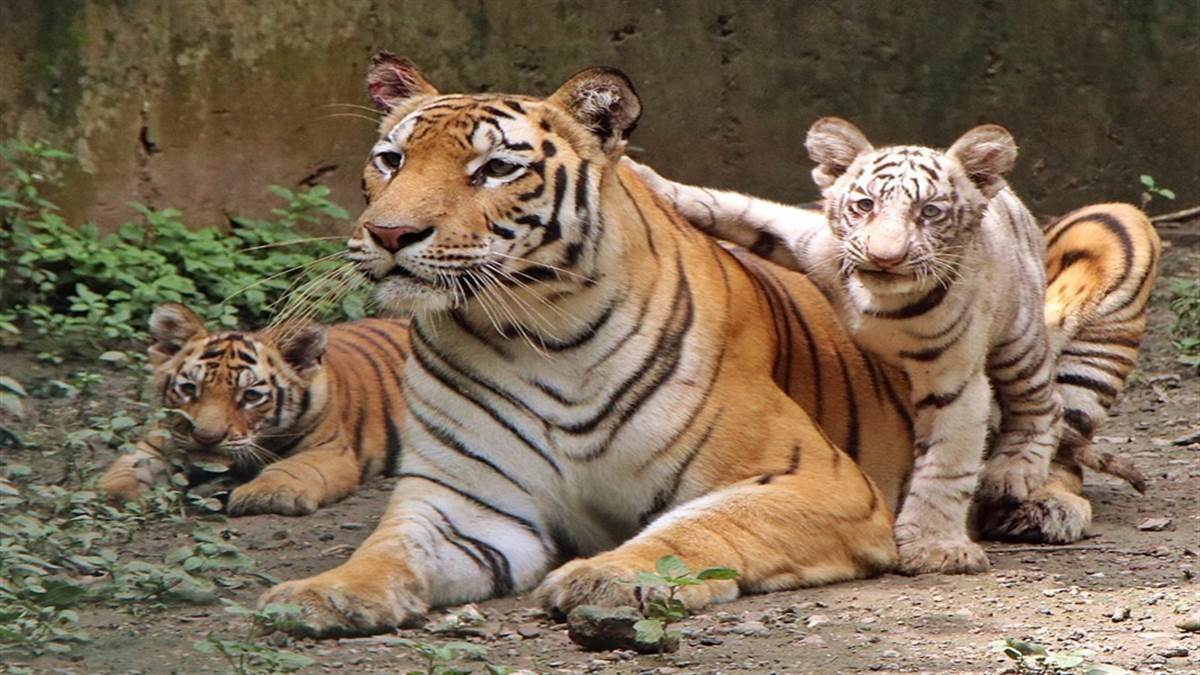 Tiger State में ही टाइगर नहीं महफूज़, 6 साल में 288 बाघों की मौत, 120 के शिकार का शक