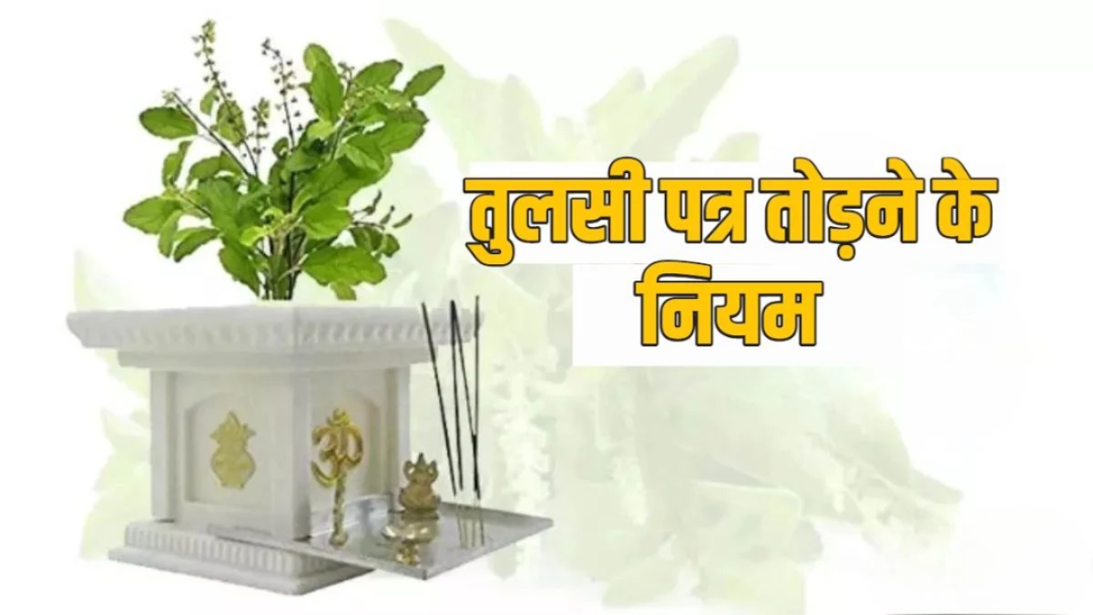 एकादशी पर तुलसी तोड़ना शुभ या अशुभ? प्रेमानंद महाराज ने दूर कर दिया सालों पुराना भ्रम