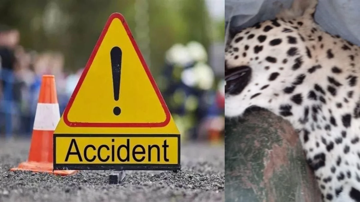 झाबुआ में वाहन की टक्कर से तेंदुए की मौत, ग्रामीणों में मचा हड़कंप