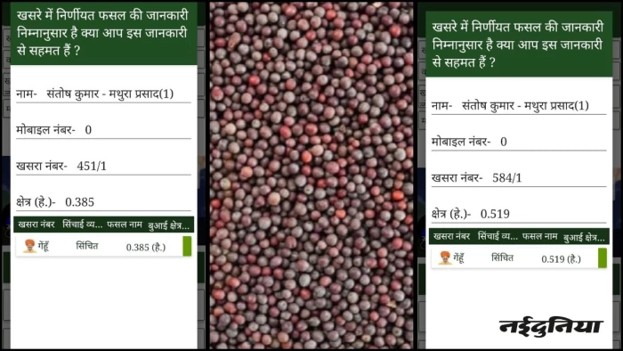 कृषक ने बोया चना-मसूर, गिरदावली में पटवारी ने चढ़ा दिया गेहूं, काम चोरी पड़ी किसान पर भारी