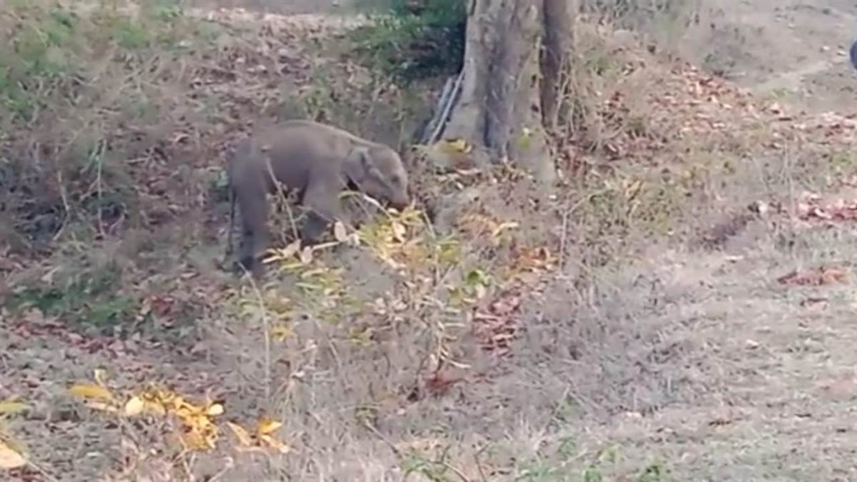 मृगखोल के जंगल में भटक रहे हाथी के बच्चे की मौत