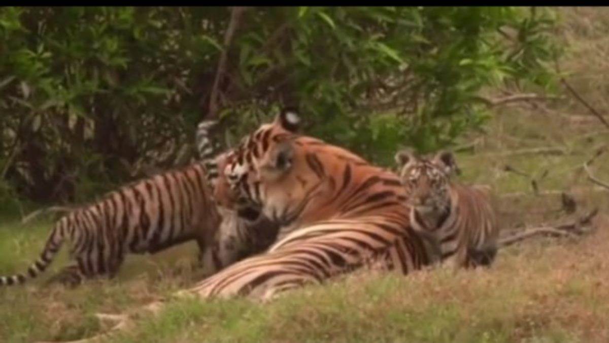 Tiger in STR: सतपुड़ा टाइगर रिजर्व में तीन शावकों के साथ नजर आई बाघिन