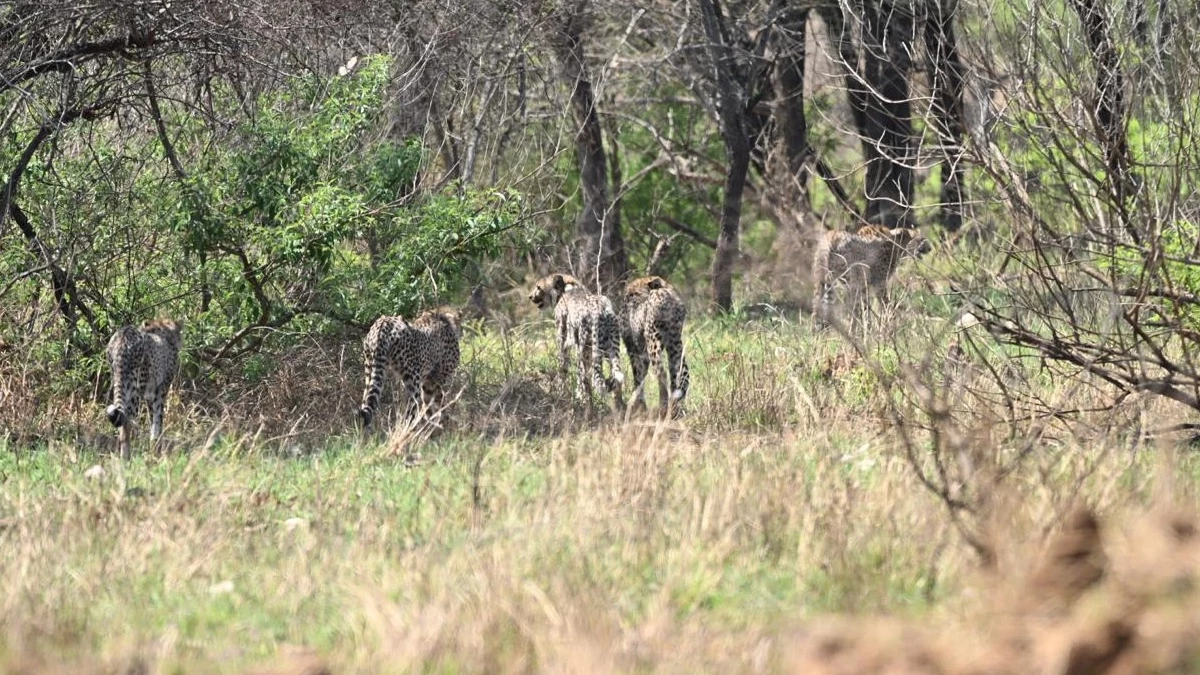 कूनो की जंगल में बढ़ गया चीतों का कुनबा, चार शावकों के साथ गामिनी को छोड़ा