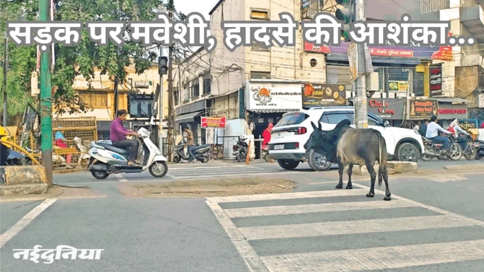 यह राह नहीं आसान… बिलासपुर के ट्रैफिक सिग्नल पर आवारा मवेशियों की टेढ़ी चाल
