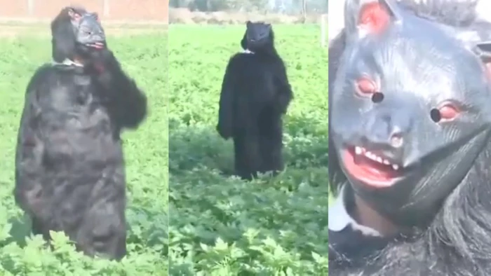 यूपी के इस जिले में 'भालू' बनकर खेतों में घूम रहे इंसान, अनोखा तरीका देख सब हैरान