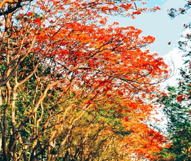 सूनी सड़क पर लाल पलाश के फूल