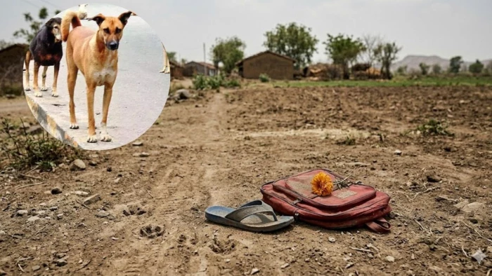 खंडवा में छह साल के मासूम पर टूटा 6 कुत्तों का झुंड, 50 मीटर दूर खेत तक घसीटा, सिर की चमड़ी तक नोची