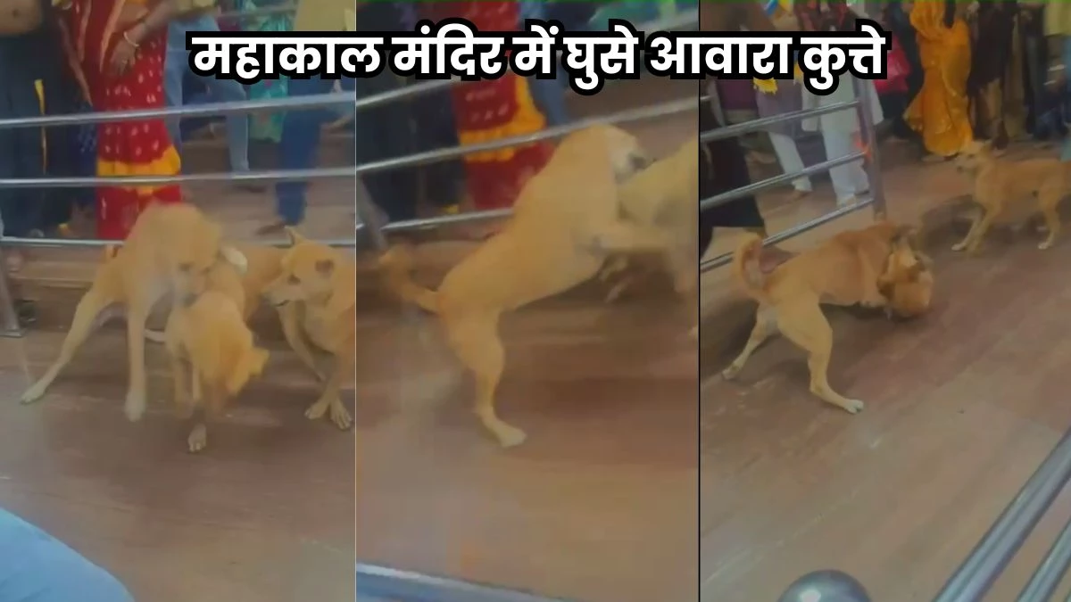 महाकाल मंदिर के गणेश मंडप में घुसे तीन आवारा कुत्ते आपस में लड़े, जान बचाकर भागे श्रद्धालु