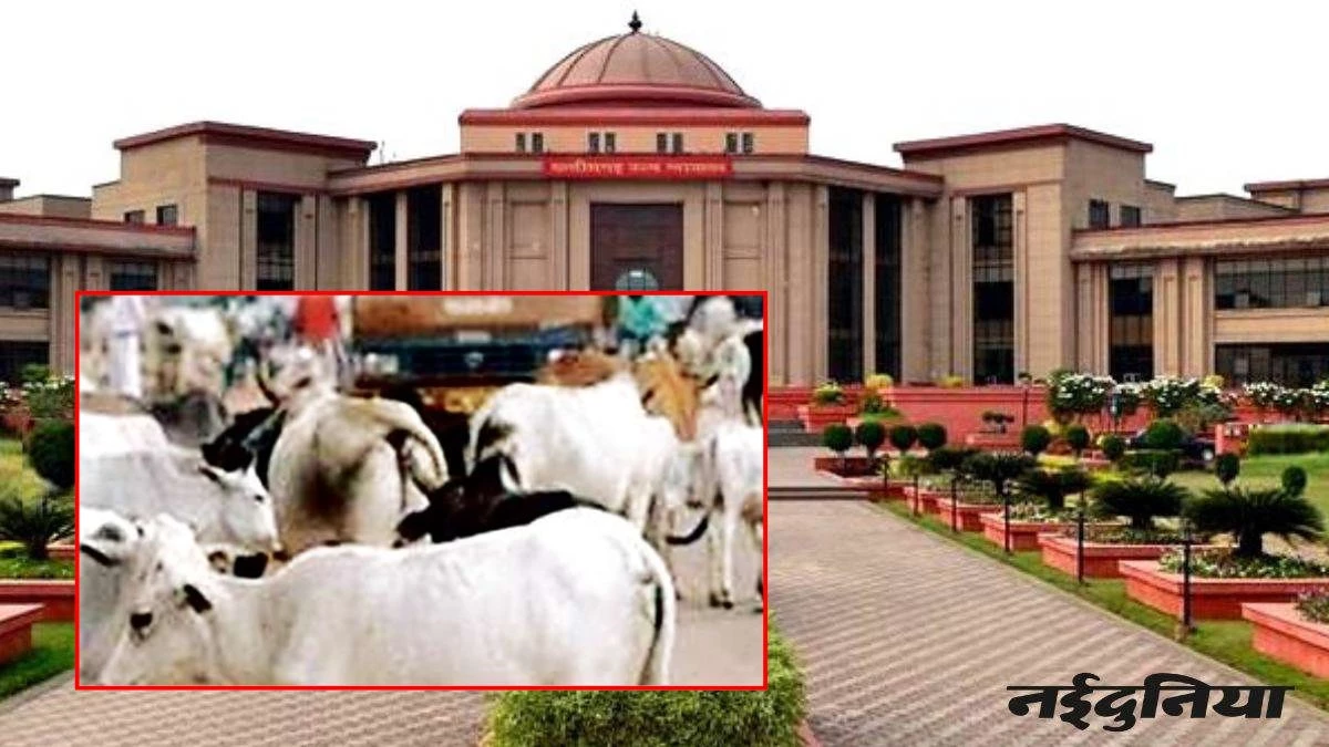 हाईवे पर गोवंशों की मौत को लेकर Chhattisgarh HC की सख्त टिप्पणी, कहा- अफसरों के इंतजाम नाकाफी