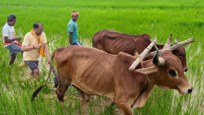 सीएम विष्णुदेव साय का दिखा देसी अंदाज, अपने गांव के खेत में चलाया हल, कहा- खेती सिर्फ आजीविका नहीं, जीवन का संस्कार है