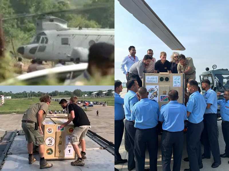 Cheetah in India PM Modi Speech Live Updates: Chinook helicopter reached  Kuna Sanctuary with cheetahs from Gwalior