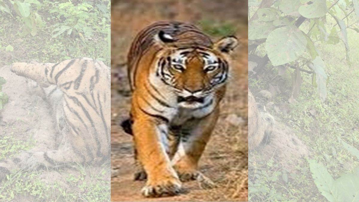 सिवनी के बरघाट जंगल में नर बाघ की मौत, वन अमले को गश्ती के दौरान मिला शव