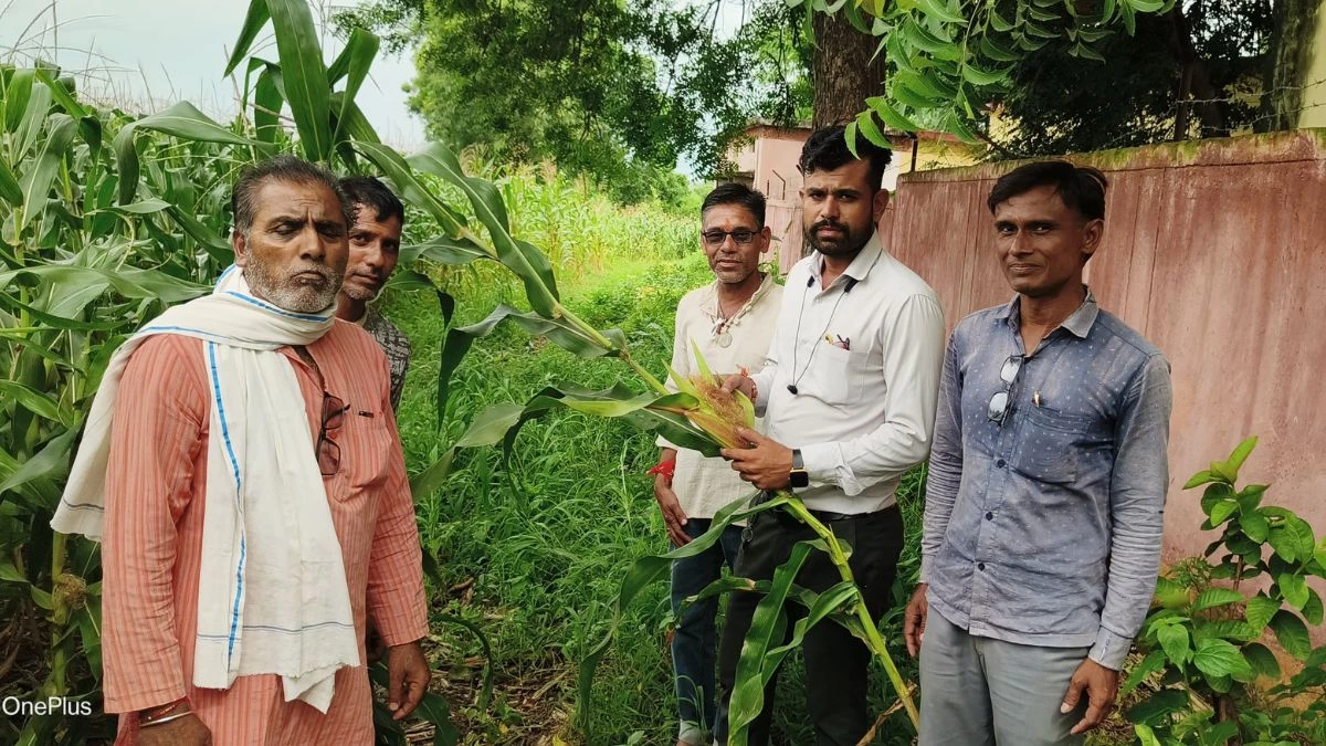 Makke Ki Fasal: मध्य प्रदेश के खरगोन जिले में 2300 एकड़ मक्के की फसल खराब, बीज कंपनी पर केस दर्ज