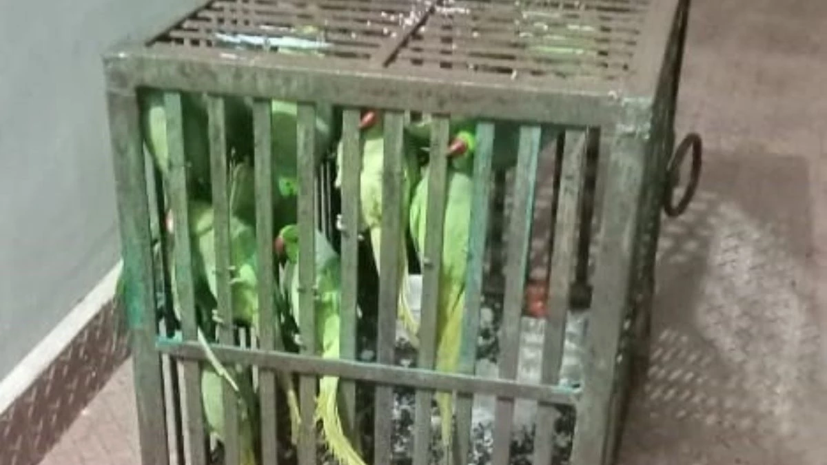 तोतों की तस्करी करने वाली गैंग का भंडाफोड़, 25 से 500 रुपये में होता था सौदा, वन विभाग ने ऐसे धर दबोचा