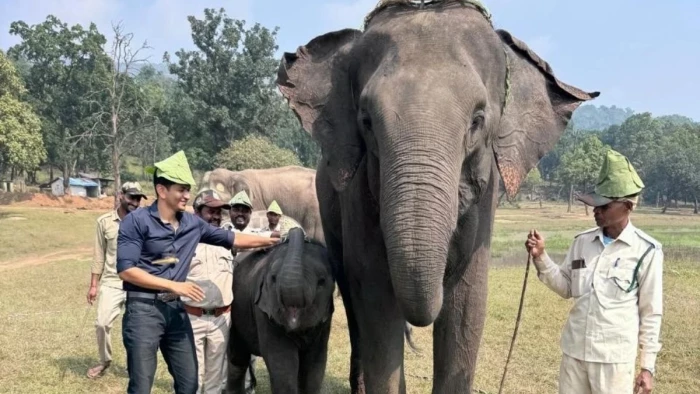 बांधवगढ़ में जिसका नाम 'मोहन' ने रखा 'कृष्णा', पहले जन्मदिन पर बना मल्टीग्रेन आटे की रोटियों का केक; सीएम ने पूछा हालचाल