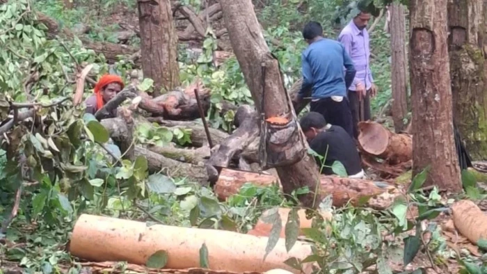 अनूपपुर के अमरकंटक में साल बोरर का प्रकोप, प्रभावित 9535 साल के पेड़ों की कटाई को मिली मंजूरी