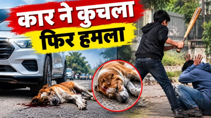 जबलपुर में नाबालिग कार ड्राइवर ने स्ट्रीट डाॅग को कुचला, विरोध करने पर बेसबाॅल स्टिक से हमला; जान से मारने की दी धमकी