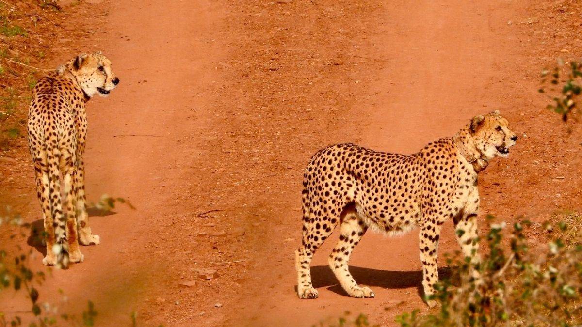 Kuno Cheetah: कूनो के जंगल में छोड़े गए दो नर चीते अग्नि और वायु, पर्यटक कर सकेंगे दीदार