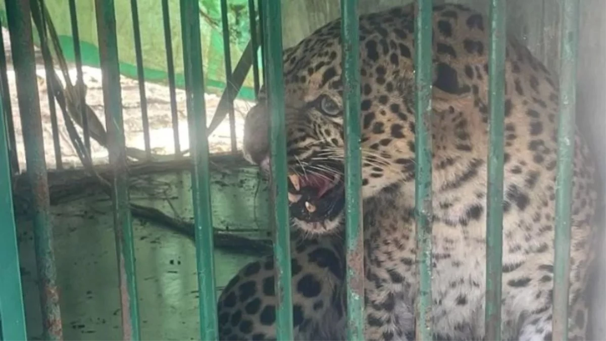 इंदौर में सहारा सिटी में पिंजरे में कैद हुई मादा तेंदुआ, दहशत के बीच रहवासियों ने ली राहत की सांस
