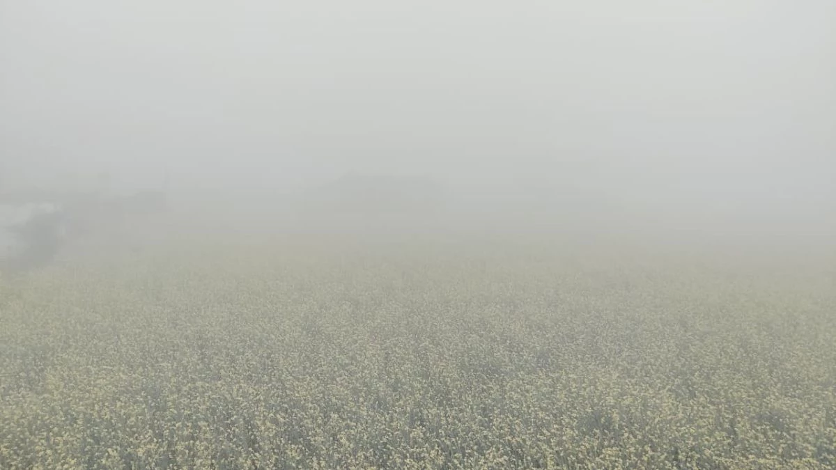 भिंड में बर्फीली हवाओं से सब्जियों की फसल पर मंडराया खतरा, दो दिन से लगातार बदल रहा मौसम