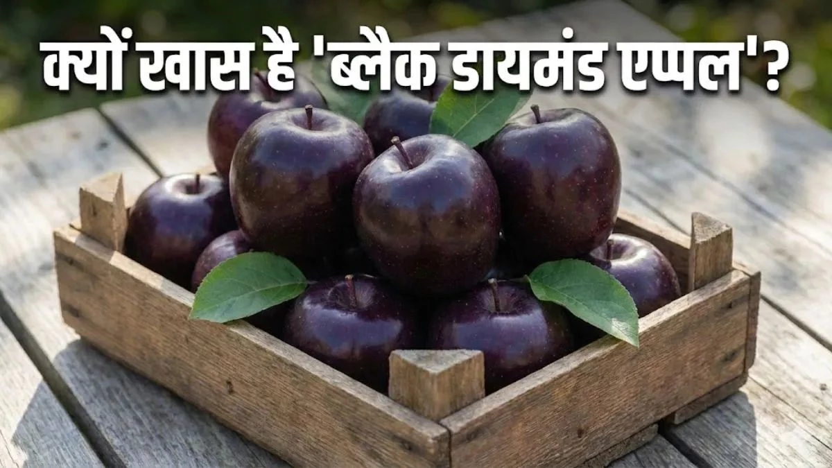 Black Diamond Apple: दुनिया का सबसे महंगा सेब, 700 रुपये तक एक पीस की कीमत, जानें इसके चमत्कारी फायदे