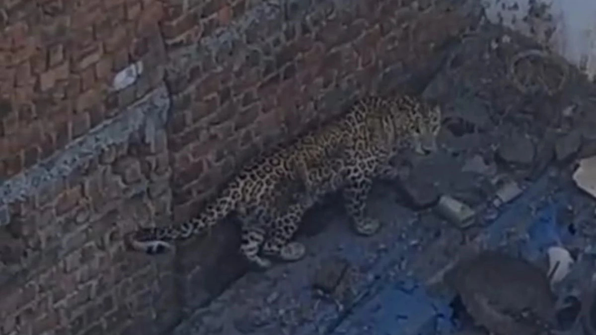 मंदसौर के संजीत नाका क्षेत्र में आया तेंदुआ, लोगों ने निर्माणाधीन मकान में किया बंद