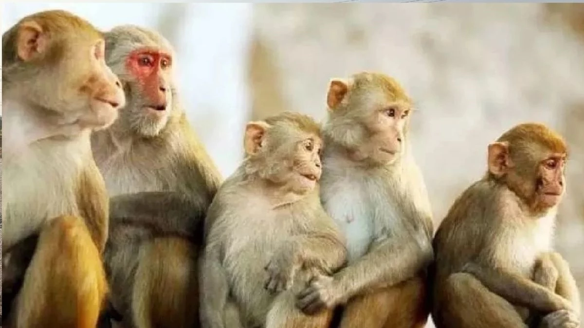 चित्रकूट में 24 बंदरों की मौत से फैली सनसनी, पुलिस CCTV देख जांच रही कारण