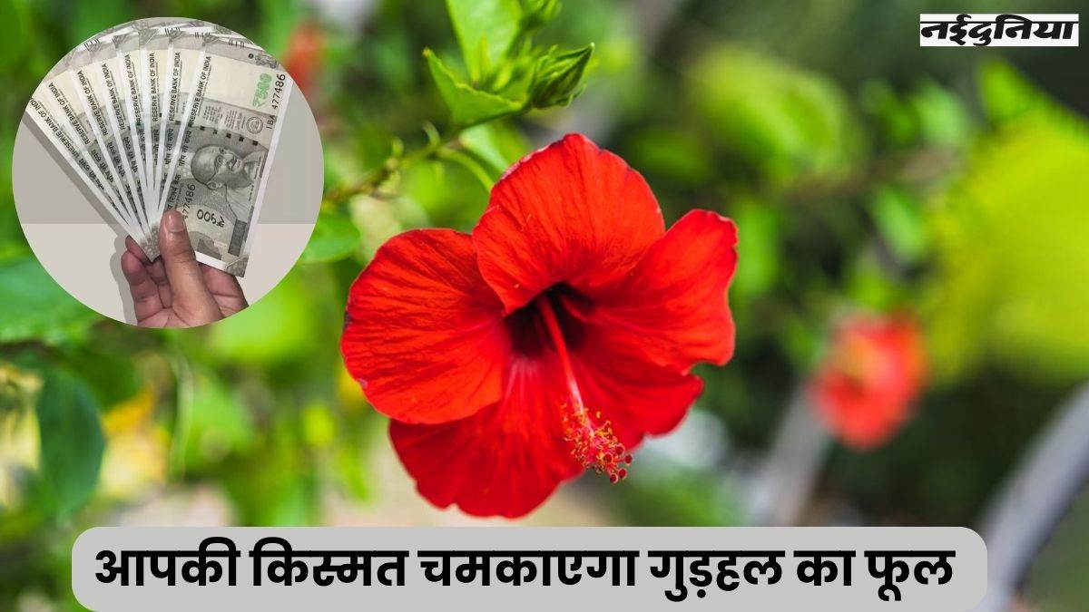 लाल फूल के ये 5 चमत्कारिक उपाय जीवन में लाएंगे सफलता, पैसों की तंगी हो जाएगी दूर