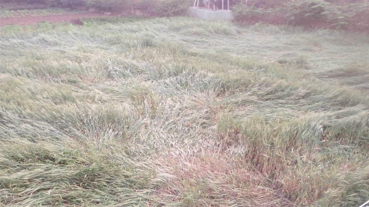 Korba News : बेमौसम वर्षा से 140 एकड़ गेहूं की फसल चौपट