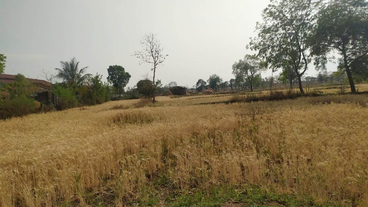Balaghat Weather: बेमौसम बारिश से बदली फिजा, गेहूं-चना की फसल को आंशिक नुकसान