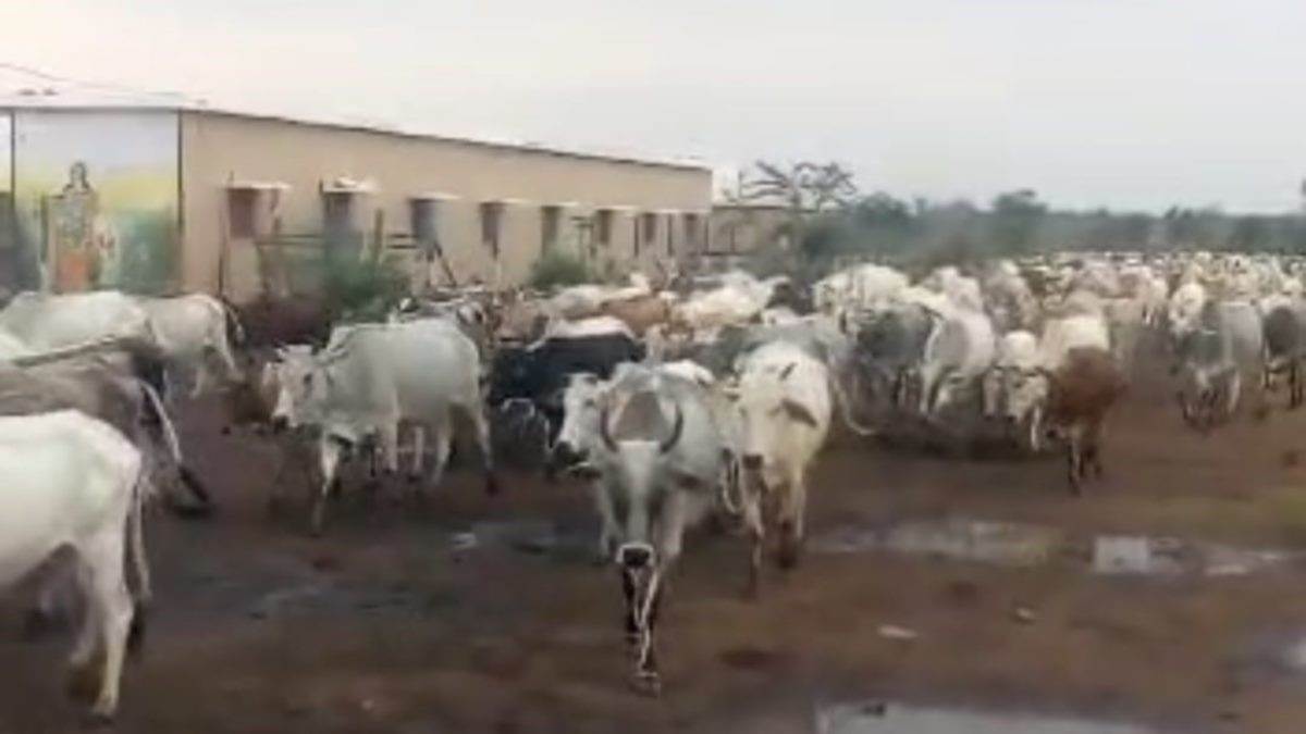 MP News: प्रदेश में 64 करोड़ की लागत से बनेंगे 17 गोवंश वन्य विहार