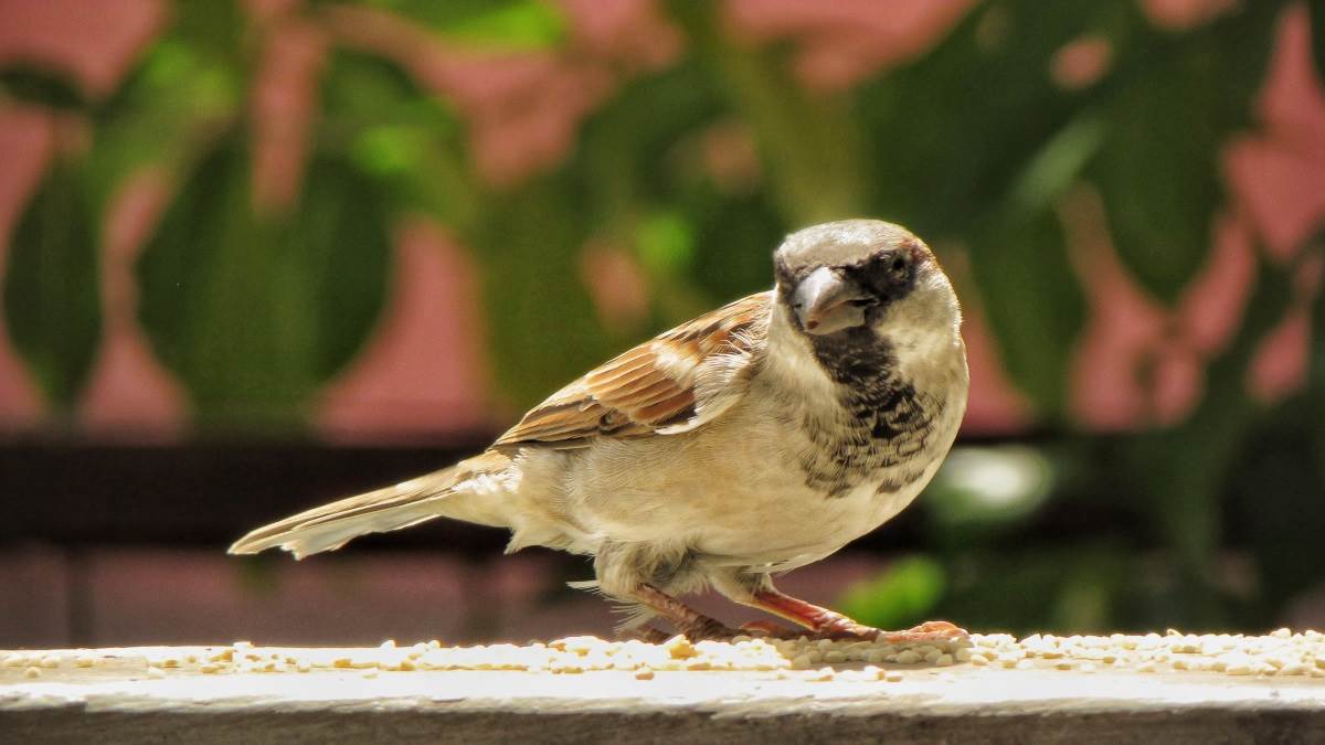 World Sparrow Day:  क्षेत्रीय प्राकृतिक विज्ञान संग्रहालय में 34 चित्रों में दिखाया गोरैया का संसार