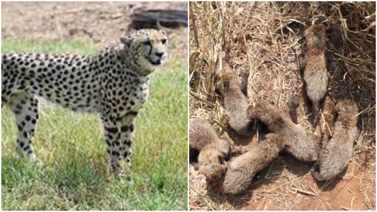 Kuno Nationwide Park: मादा चीता गामिनी ने 5 नहीं 6 शावकों को दिया है जन्‍म, अब कूनो पार्क में 14 शावक