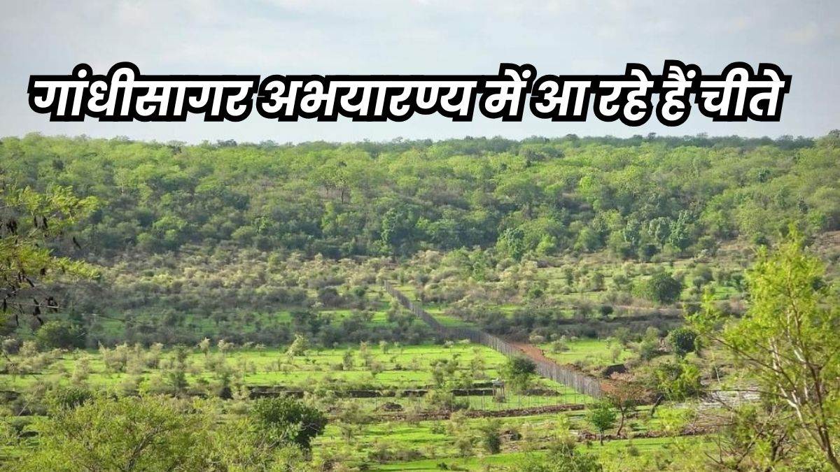 Gandhisagar Sanctuary: देश में ही जन्मे चीतों का नया घर बनेगा मंदसौर का गांधीसागर अभयारण्य