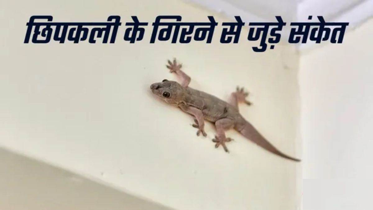 शरीर के इस अंग पर छिपकली गिरने से मिलता है छप्पड़ फाड़ पैसा, जानें शकुन शास्त्र के शुभ-अशुभ संकेत