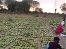 Umaria News: One lakh 39 thousand 478 tendu leaf collectors get bonus after three years