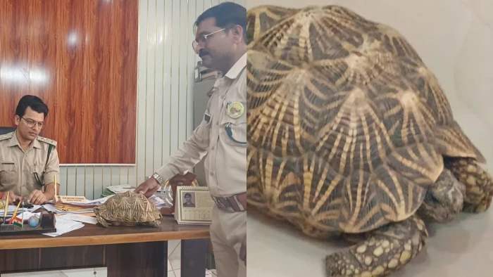 MP में मिला दुर्लभ कछुआ, तस्करी के चलते है हाई डिमांड; वन विभाग ने किया सुरक्षित रेस्क्यू