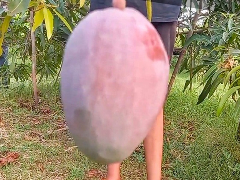 Jabalpur News इतना महंगा है आम कि पेड़ों की रखवाली के लिए लगे हैं तीन