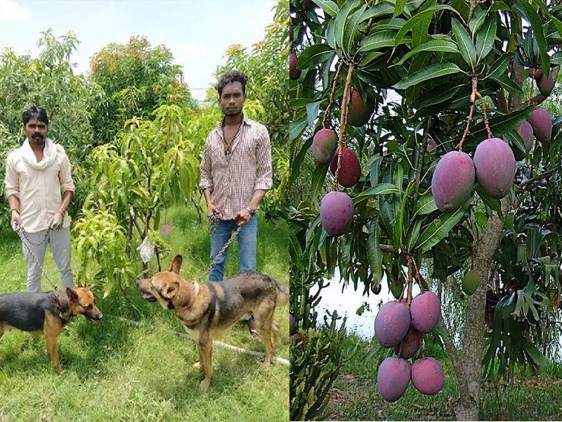 Miyazaki Mangoes: भारत के इस स्थान पर है दुनिया का सबसे महंगा आम सुरक्षा  में लगे 4 गार्ड और 6 खूंखार कुत्ते - Miyazaki Mangoes The worlds most  expensive mango is at